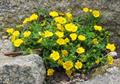 Alpine Cinquefoil